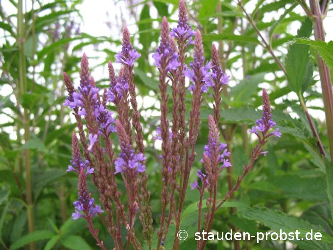Verbena hastata 'Blue Spires' - Verbene, Lanzeneisenkraut