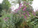 vernonia-crinita-mammuth-2