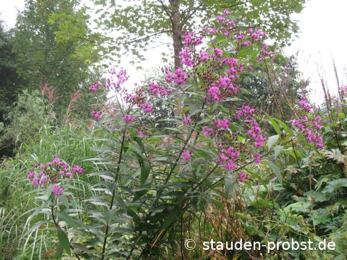 Vernonia crinita 'Mammuth' - Ufer Scheinaster