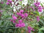 vernonia-crinita-mammuth
