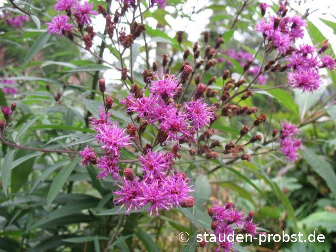 Vernonia crinita 'Mammuth' - Ufer Scheinaster