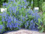 veronica-austriaca-ssp-teucrium-knallblau-2