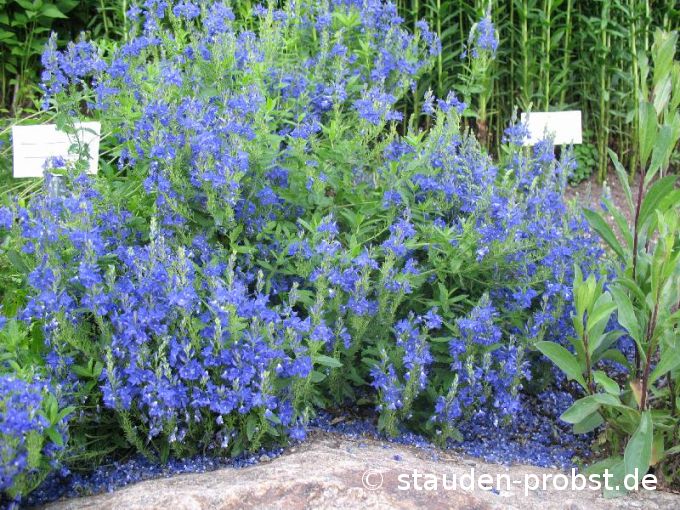 Veronica austriaca ssp. teucrium 'Knallblau' - Gamander Ehrenpreis