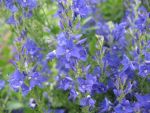veronica-austriaca-ssp-teucrium-knallblau