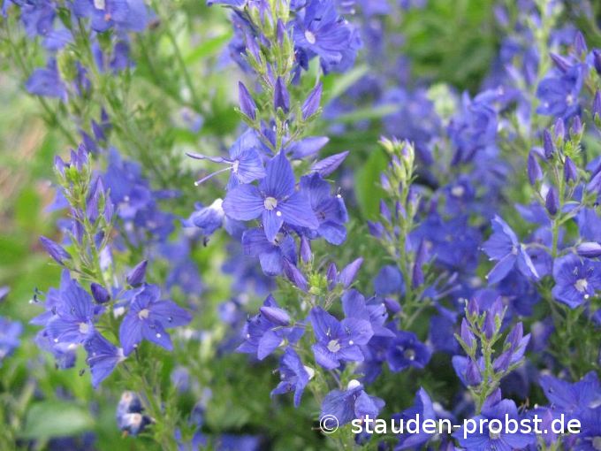 Veronica austriaca ssp. teucrium 'Knallblau' - Gamander Ehrenpreis