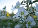 veronica-gentianoides-2