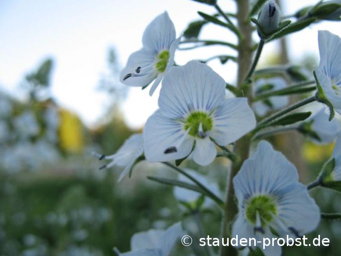 Veronica gentianoides - Enzianähnlicher Ehrenpreis