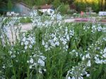 veronica-gentianoides-3