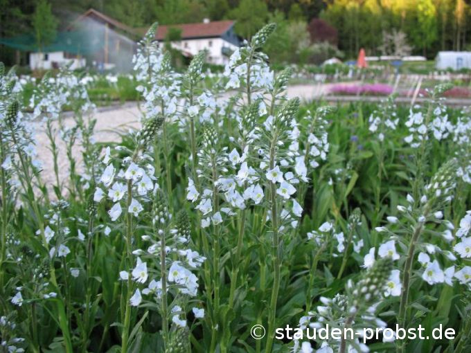 Veronica gentianoides - Enzianähnlicher Ehrenpreis