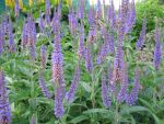 veronica-longifolia-2