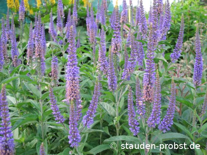 Veronica longifolia - Ehrenpreis