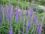 veronica-longifolia-blauriesin-2