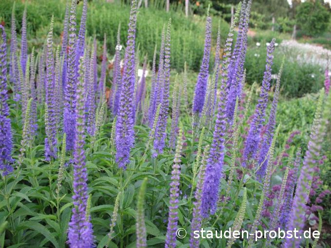 Veronica longifolia 'Blauriesin' - Ehrenpreis