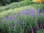 veronica-longifolia-blauriesin