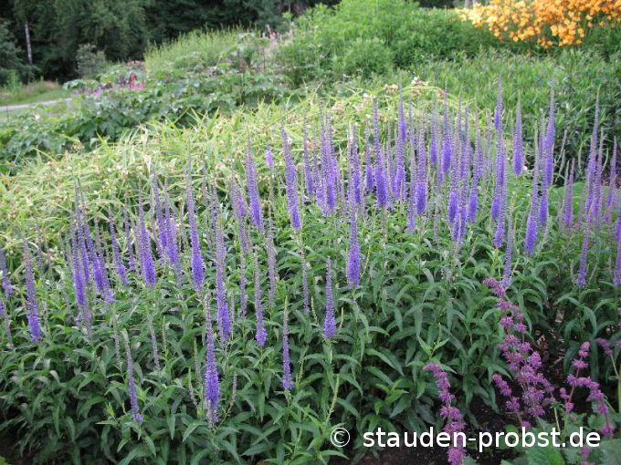 Veronica longifolia 'Blauriesin' - Ehrenpreis