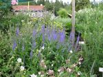 veronica-longifolia