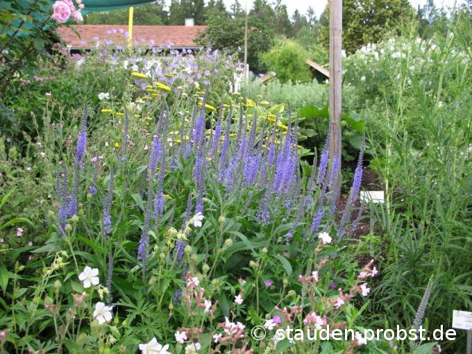 Veronica longifolia - Ehrenpreis