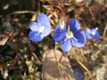 veronica-peduncularis-georgia-blue-2