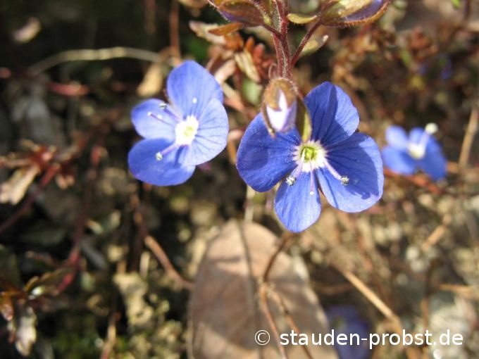 Veronica peduncularis 'Georgia Blue' - Gestielter Ehrenpreis