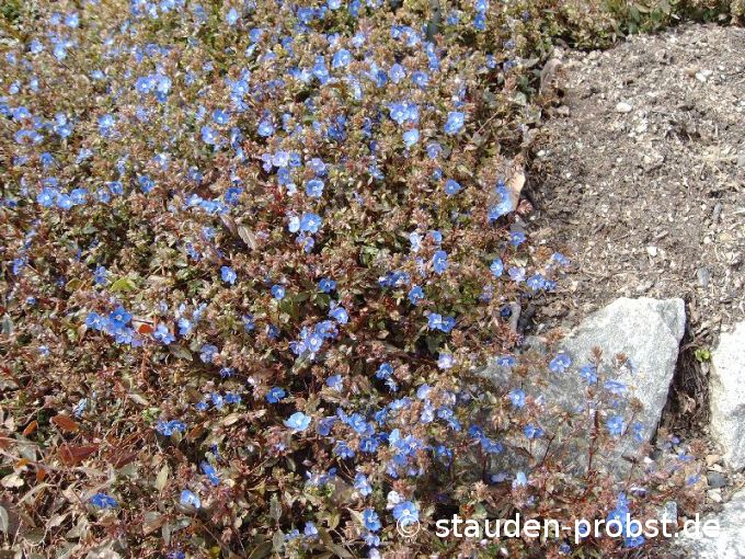 Veronica peduncularis 'Georgia Blue' - Gestielter Ehrenpreis