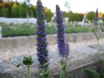 veronica-porphyriana
