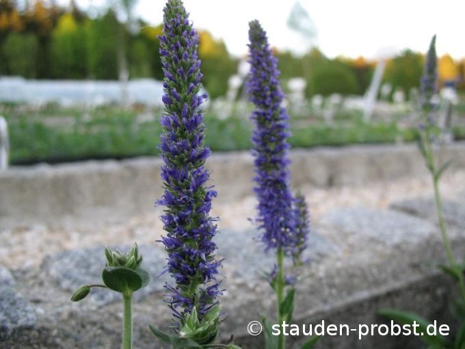 Veronica porphyriana - Ehrenpreis
