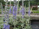 veronica-spicata-ssp-incana-silberteppich