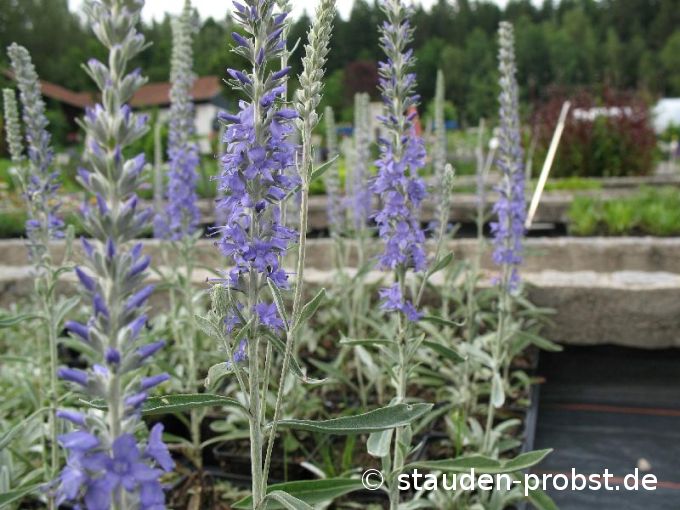 Veronica spicata ssp. incana 'Silberteppich' - Silbergrauer Ehrenpreis