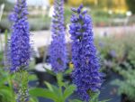 veronica-subsessilis-blaue-pyramide-2