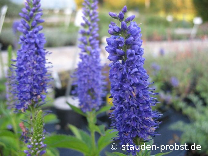 Veronica subsessilis 'Blaue Pyramide' - Ehrenpreis