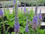 veronica-subsessilis-blaue-pyramide
