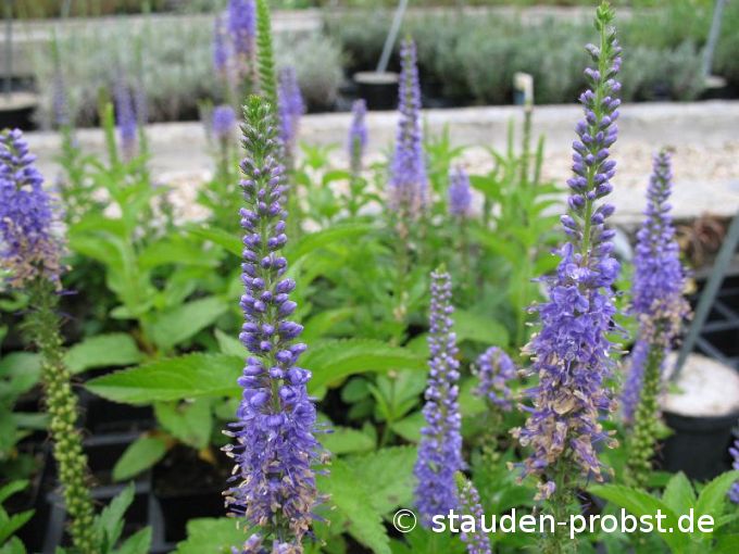 Veronica subsessilis 'Blaue Pyramide' - Ehrenpreis