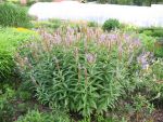 veronicastrum-virginicum-2