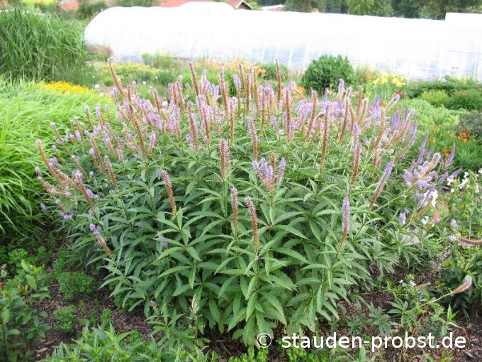 Veronicastrum virginicum - Traubenveronica, Hoher Ehrenpreis