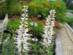 veronicastrum-virginicum-album-2