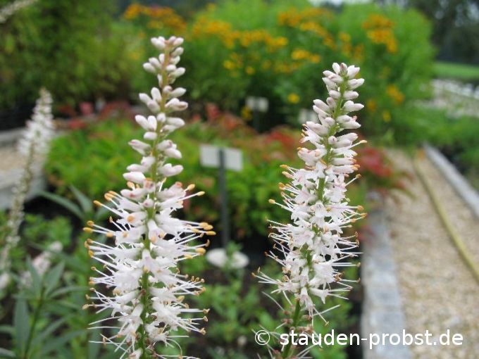Veronicastrum virginicum 'Album' - Traubenveronica