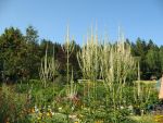 veronicastrum-virginicum-album-3