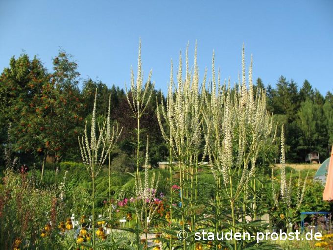 Veronicastrum virginicum 'Album' - Traubenveronica