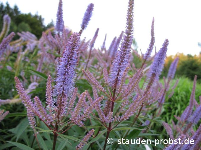 Veronicastrum virginicum - Traubenveronica, Kandelaber Ehrenpreis