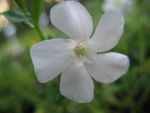 vinca-minor-elisa