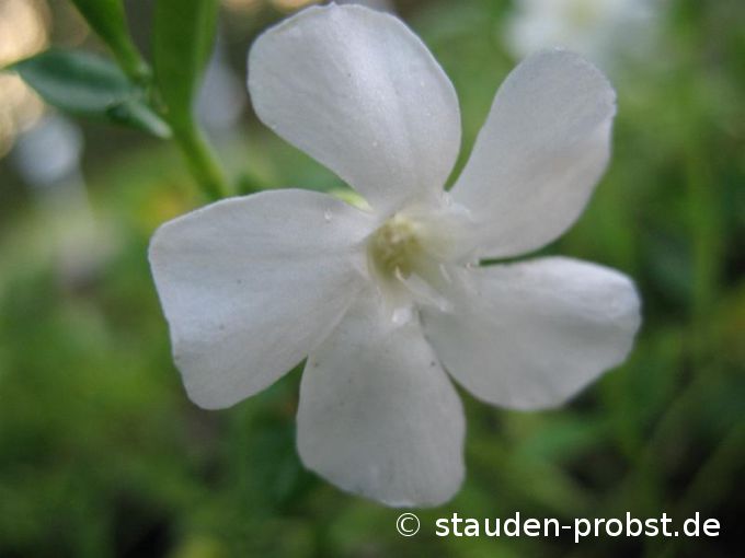 Vinca minor 'Elisa' - Immergrün