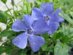 vinca-minor-marie