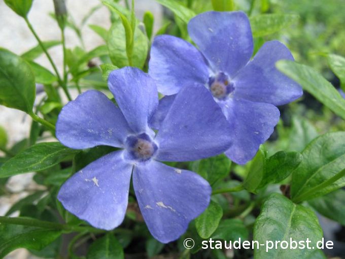 Vinca minor 'Marie' - Immergrün