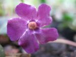 vinca-minor-rubra