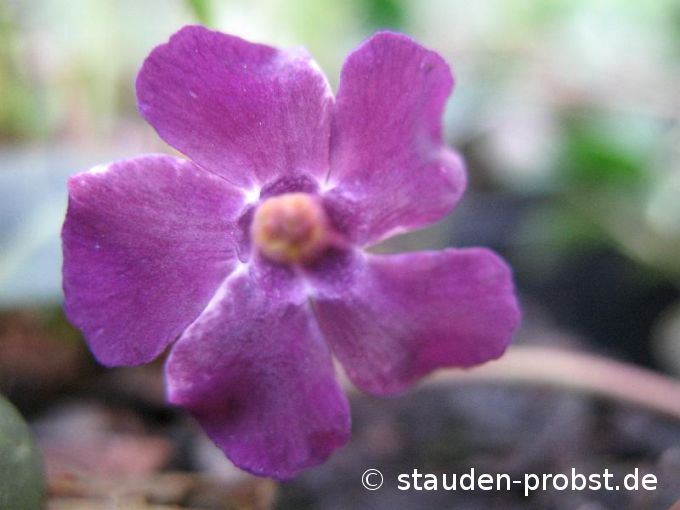 Vinca minor 'Rubra' - Immergrün