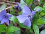 vinca-minor