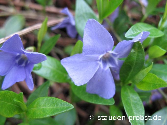 Vinca minor - Kleines Immergrün