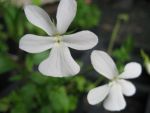 viola-cornuta-alba-minor