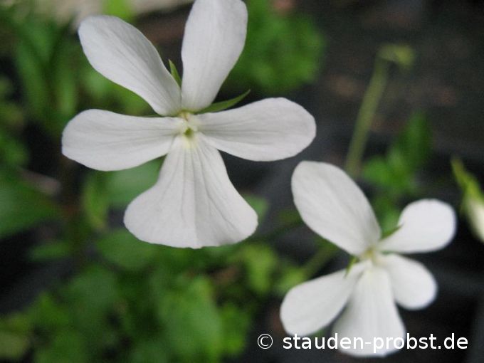 Viola cornuta 'Alba minor' - Hornveilchen