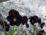 viola-cornuta-bowles-black